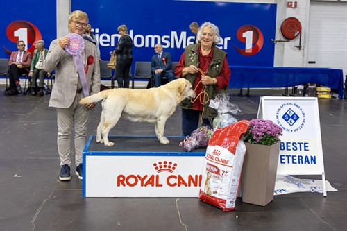 Dagens beste veteran lørdag.jpg